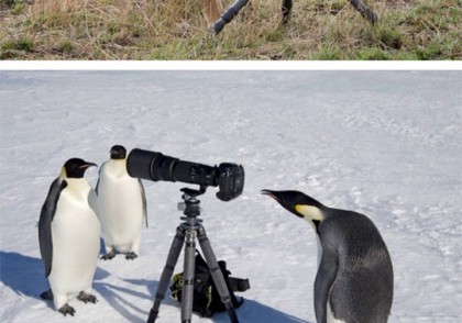 Animals Taking Photos