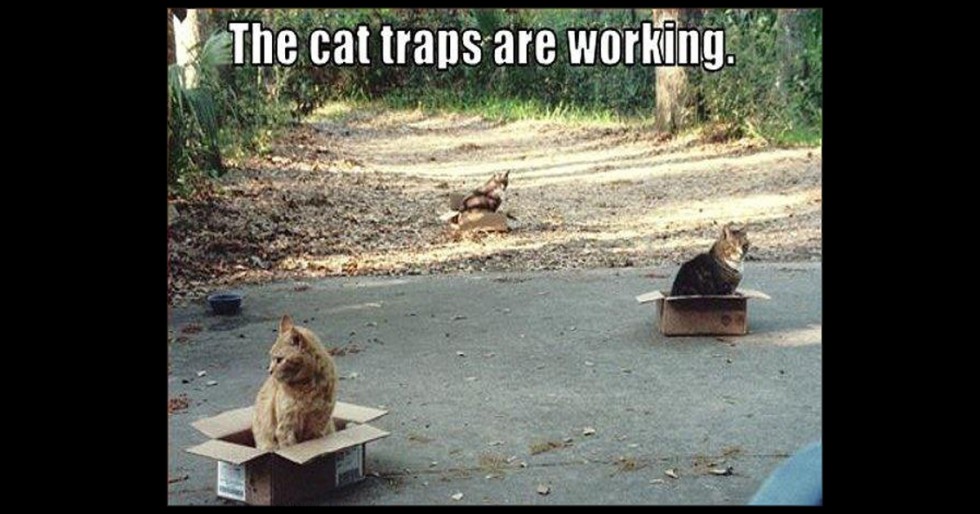 The Cat Traps Are Working Wititudes