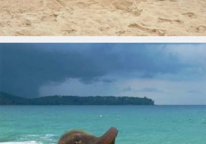 Baby elephant first time at the beach