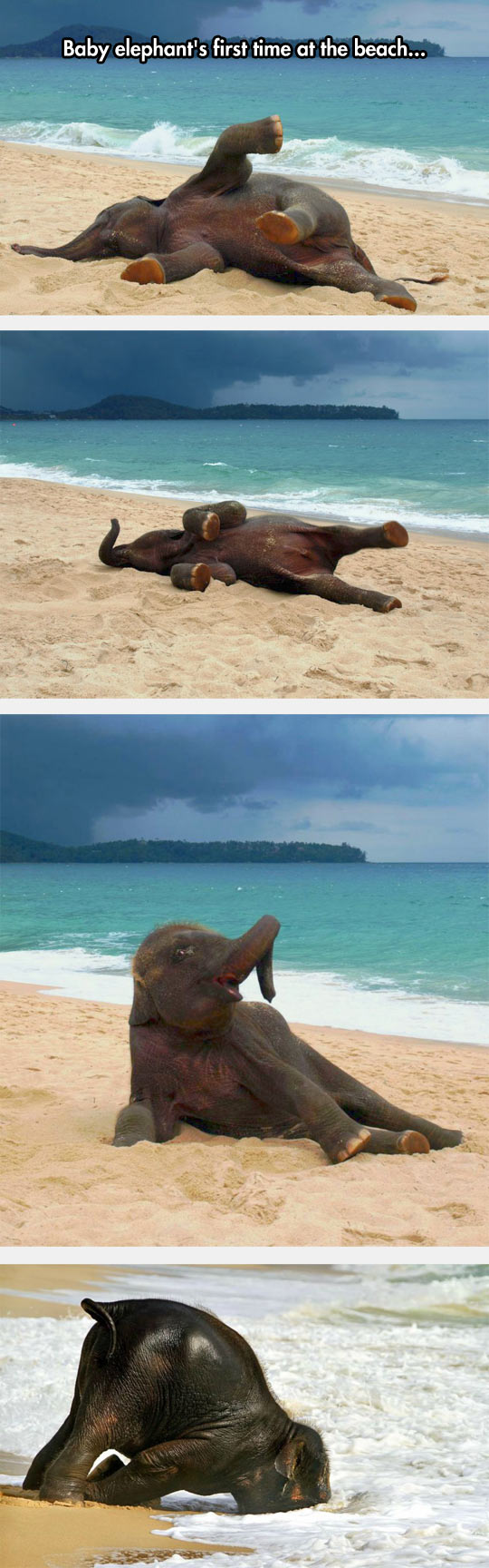 Baby elephant first time at the beach