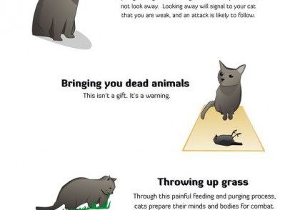 How to tell if a cat is plotting to kill you