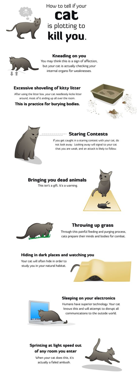How to tell if a cat is plotting to kill you