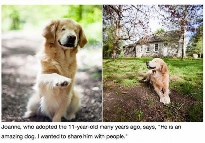 Meet Smiley, a blind golden retriever