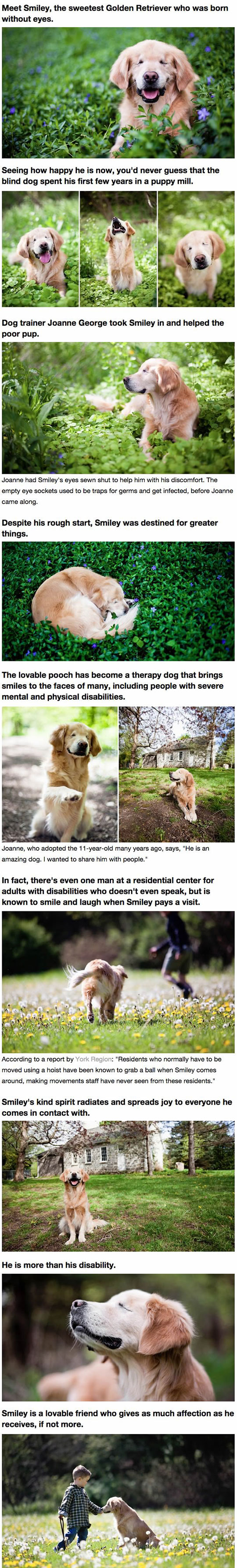 Meet Smiley, a blind golden retriever