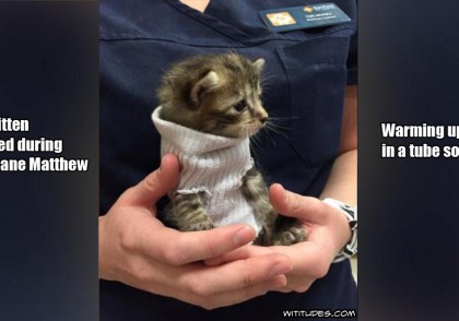 Tiny kitten rescued during hurricane