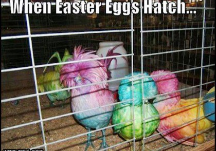 When Easter Eggs Hatch - colorful chickens